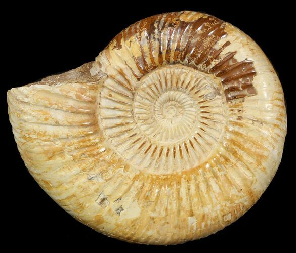 Perisphinctes Ammonite - Jurassic #46902